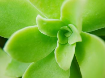 Full frame shot of succulent plant