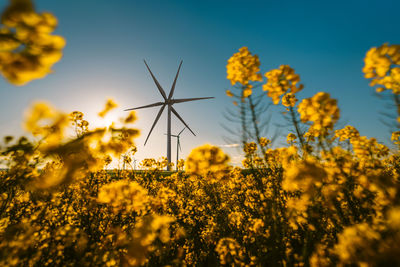 Wind turbine in yellow field