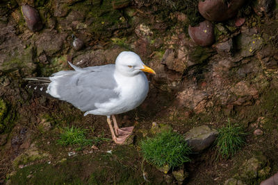 High angle view of seagull perching on rock