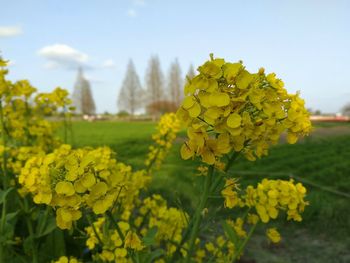 Close-up of yellow flowering plant on field against sky