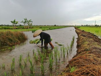 Farmer by field in river