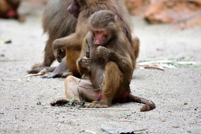 Monkey sitting in a field