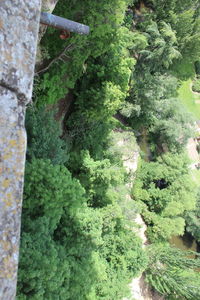 Close-up of moss growing on tree