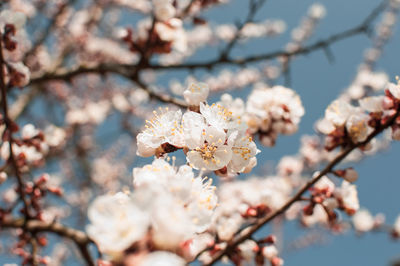 Apricot tree flowers with soft focus. spring white flowers on a tree branch. apricot tree in bloom.