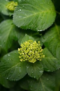 Full frame shot of wet leaves on rainy day