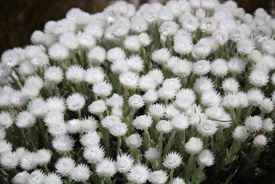Close-up of white daisy flowers