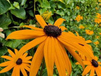 Close-up of yellow daisy flowers