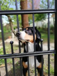 Dog looking through metal fence