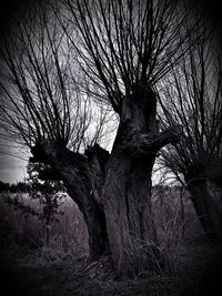 Bare tree on landscape against sky