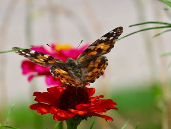 Close-up of butterfly pollinating on flower