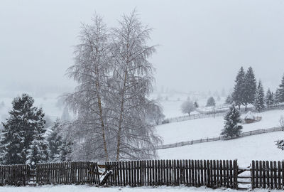 Trees on snow covered land against sky