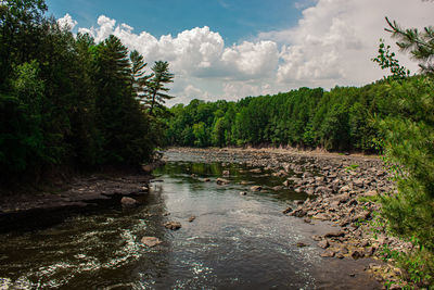 Scenic view of river amidst trees in forest against sky