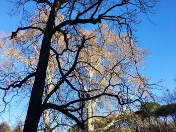 Low angle view of trees against blue sky