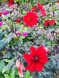 Close-up of red flowers