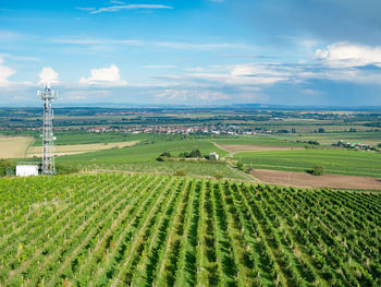 Family vineyards form traditional landscape. view from drone or viewtower. palava vinery, moravia