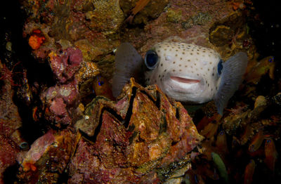 Close-up of coral in sea