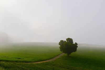 Tree on field against sky during foggy weather