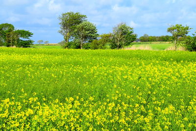 Scenic view of oilseed rape field against sky