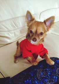 Portrait of chihuahua  at home