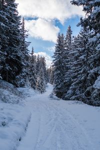 Snow covered trees against sky