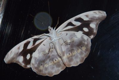 Close-up of moth on rock