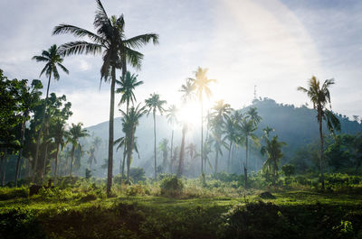 Scenic view of palm trees on field against sky