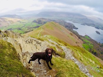 High angle view of dog on landscape
