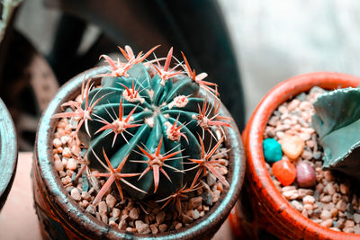 Close-up of cactus in pot