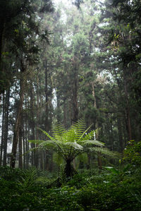 Trees in forest