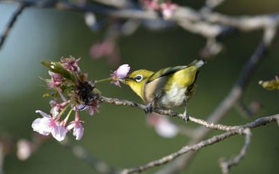 Zosterops japonicus perching on cherry blossoms