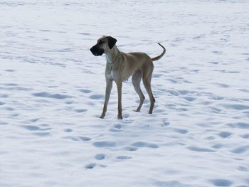 Dog running on snow covered land