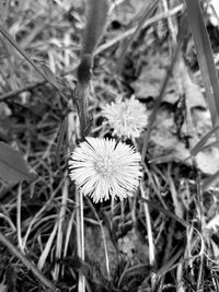 High angle view of flowering plant on field