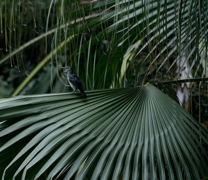 Bird perching palm leaf