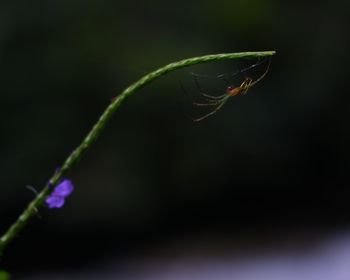 Close-up of purple flowering plant