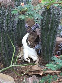 Close-up of lizard on tree