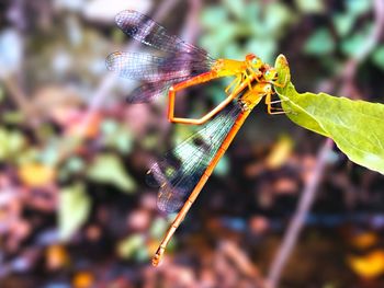 Close-up of dragonfly on plant