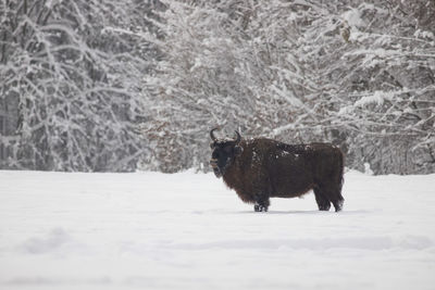 View of an animal on snow covered field