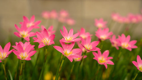 Close-up of pink flowering plants