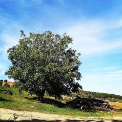 Tree on field against sky