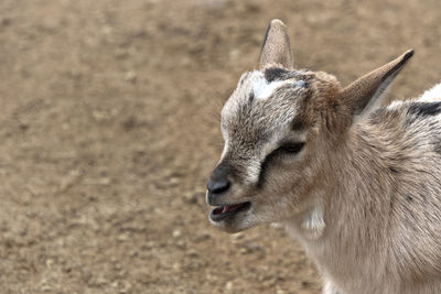 Close-up of a young goat on field 