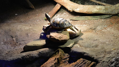 Close-up of lizard on rock