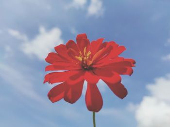 Low angle view of red flowering against sky