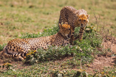 Cheetah and cub standing on a field