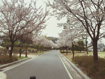 Road passing through bare trees