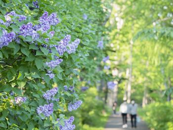 Close-up of purple flowering plants in park