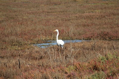 Bird perching on a field