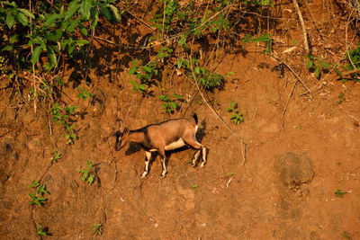 High angle view of lizard on field