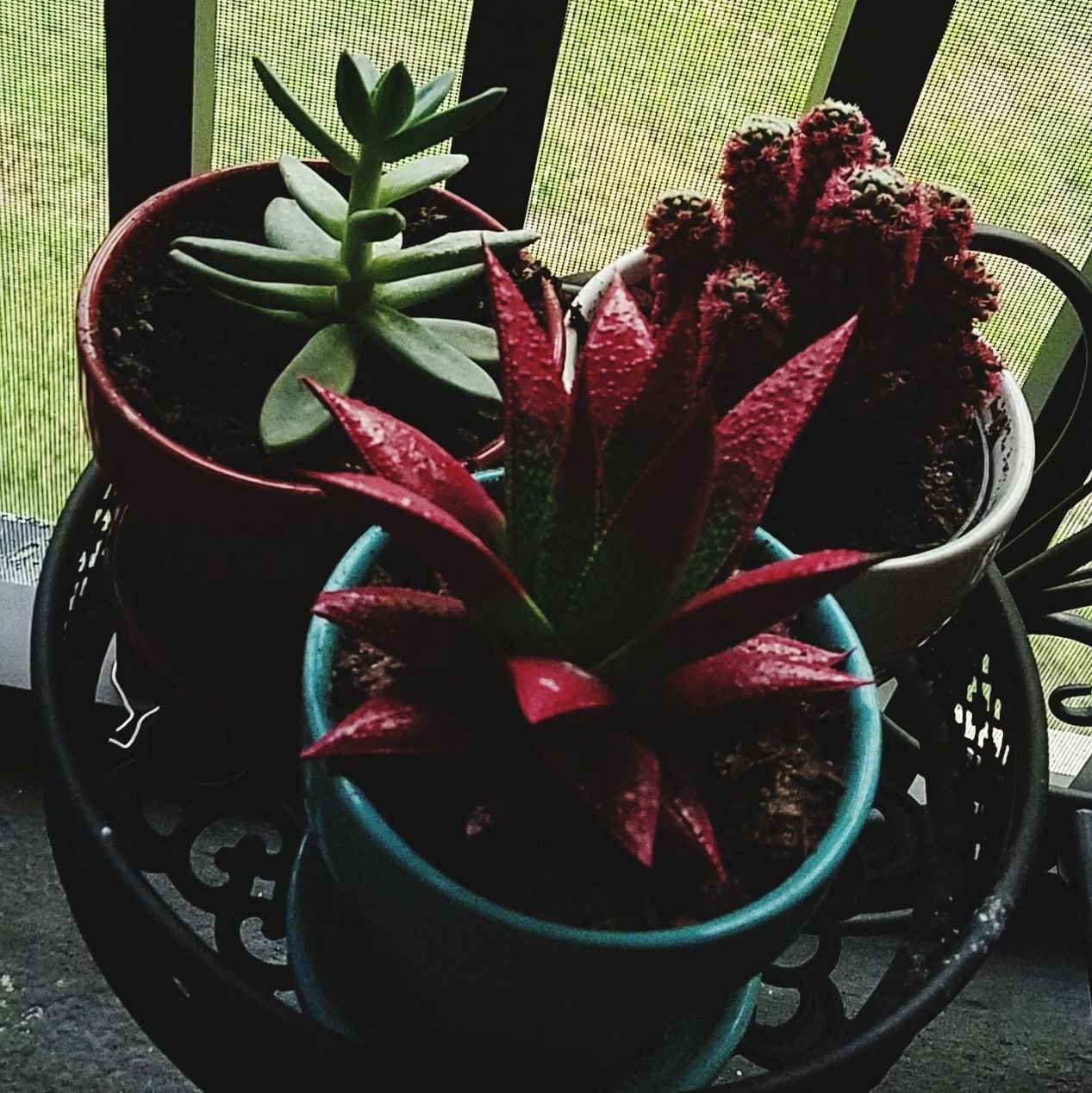 CLOSE-UP OF POTTED PLANT ON TABLE