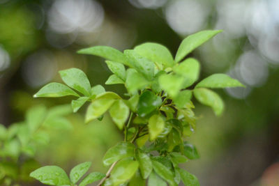 Close-up of green leaves