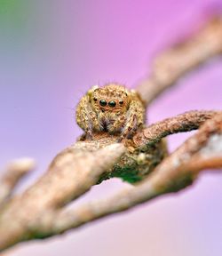 Close-up of spider